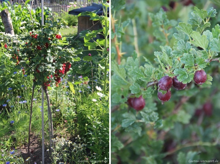 Johannis- und Stachelbeeren im eigenen Garten kultivieren