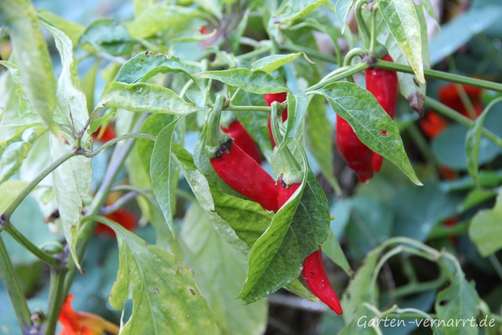 Chili de Cayenne im Garten an einem milden Novembertag
